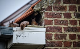 Image{width=null,height=null,url='https://blog.frankcrum.com/hubfs/FC_Resource_safetyrodents.jpg',altText=''}